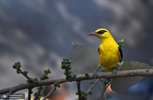 منتخب تصاویر امروز جهان - 7 اسفند 1401