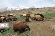 ۲۵ راس گوسفند در ثلاث‌باباجانی ناپدید شد