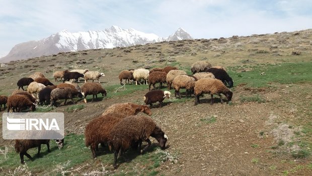 ۲۵ راس گوسفند در ثلاث‌باباجانی ناپدید شد