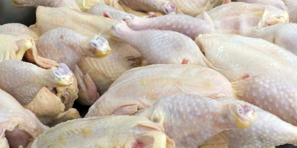 بیش از 4 هزار تن گوشت سفید در شهرستان قزوین تولید شد