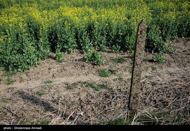 خسارت مزارع کلزای آسیب دیده از سرما در گلستان پرداخت می‎شود