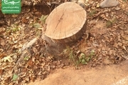 چه کسی دستور قطع درختان سعدآباد را داده؟ شورای شهر باید ورود کند! + عکس