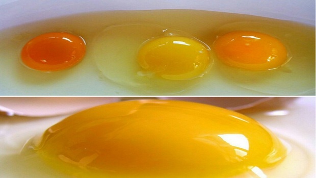 کدام رنگ زرده تخم مرغ بهتر است؟

