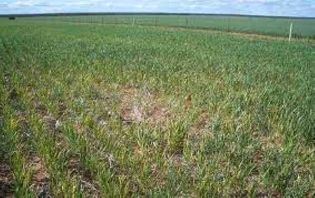 10هزار هکتار اراضی گندیم دیم مانه و سملقان دچار خسارت شد