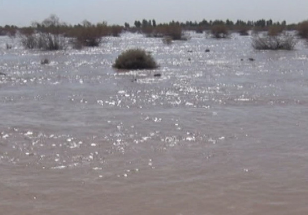 حدود 30 درصد جازموریان حوزه سیستان وبلوچستان آبگیری شده است