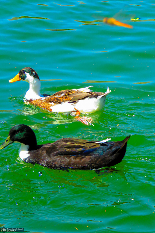 مجموعه تفریحی تپه عباس‌آباد همدان