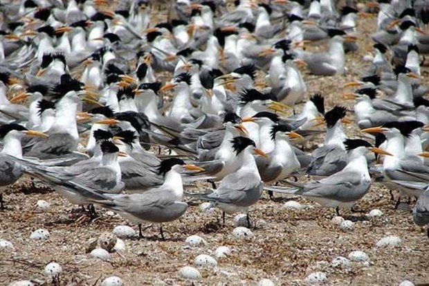 100 پرنده در جزایر بوشهر زادآوری می کنند