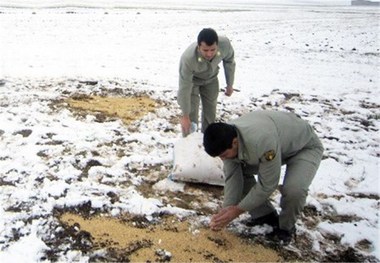 دانه پاشی به پرندگان در کنگاور آغاز شد