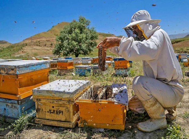 زنبورداران داورزنی 10میلیارد ریال تسهیلات دریافت کردند