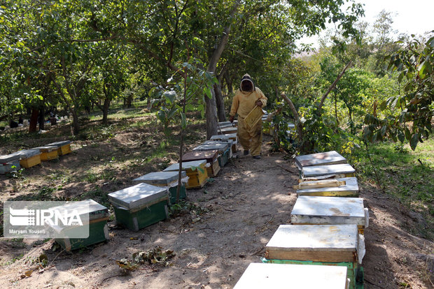 افزایش حدود ۳۰ درصدی محصولات جانبی زنبورستان‌های البرز