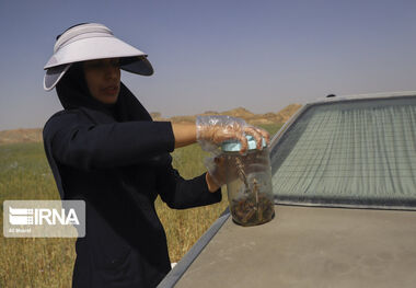۲۰۰ هزار هکتار از مراتع کرمان برای مبارزه با ملخ صحرایی پایش شد