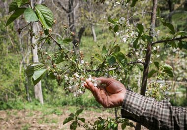 کشاورزی آذربایجان شرقی 1468 میلیارد تومان خسارت دید