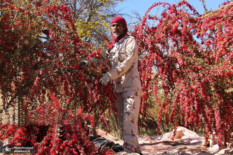 منتخب تصاویر امروز جهان- 8  آبان