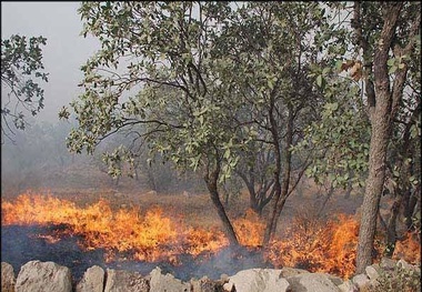 آتش در باغ‌های روستای قلعه طارم سفلی  2 هکتار باغ خاکستر شد