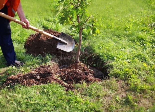 ۳۲۹ هزار اصله نهال در عرصه‌های طبیعی خراسان شمالی کاشته شد