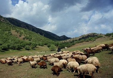 ورود دام مازاد به مراتع کردستان ممنوع است