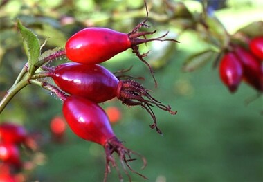معجزه این گیاه برای نابودی سنگ کلیه
