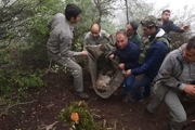 نجات پلنگ جوان از تله مرگ در مازندران