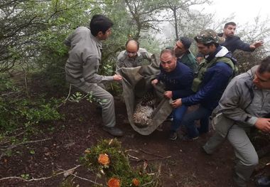 نجات پلنگ جوان از تله مرگ در مازندران