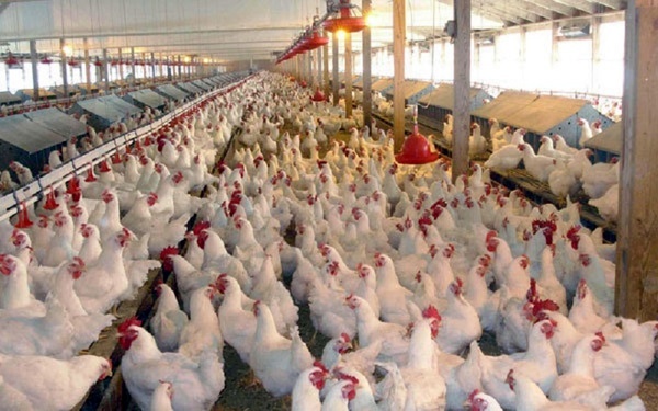 26 هزار تن مرغ و تخم مرغ در قزوین تولید شد