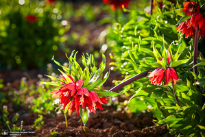 دشت لاله های واژگون کوهرنگ