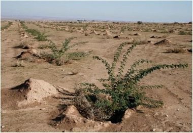 خوزستان همچنان در انتظار بودجه مقابله با گردوغبار