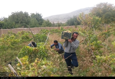 اخبار تصویری: برداشت انگور در تیران و کرون