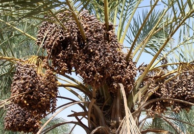 کسب افتخار برای کشاورزان و تولیدکنندگان سیستان و بلوچستان