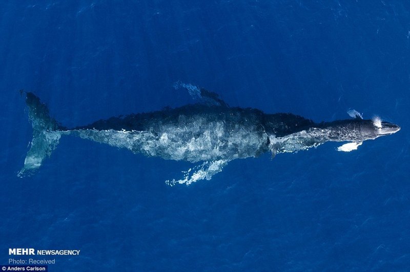  برندگان مسابقه عکاسی با پهپاد