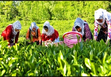 خرید بیش از 2 هزار تن برگ سبز چای در تنکابن