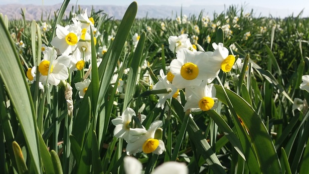 امکان برداشت بیش از20 تن گل نرگس در شهرستان مُهر هست
